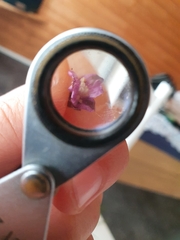 Epilobium parviflorum