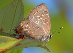 Satyrium liparops
