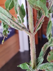 Epilobium parviflorum