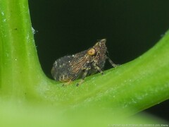 Agalliina