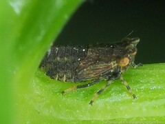 Agalliina
