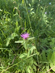 Centaurea phrygia stenolepis