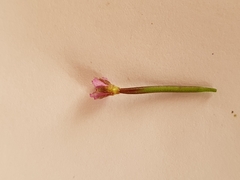 Epilobium parviflorum