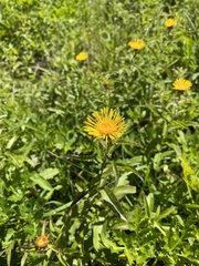 Pentanema salicinum