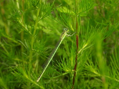 Paracercion plagiosum