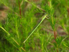 Paracercion plagiosum