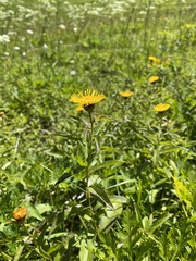 Pentanema salicinum