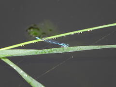 Paracercion v-nigrum