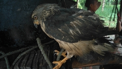 Rupornis magnirostris