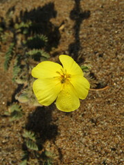 Tribulus cristatus