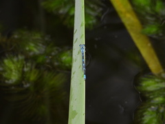 Paracercion v-nigrum