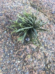 Ascophyllum nodosum