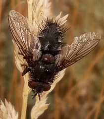 Hubneria affinis