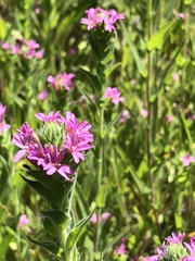Epilobium densiflorum