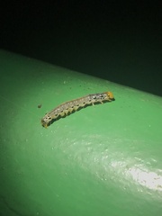 Filodes fulvidorsalis