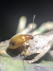 Sinoluperus subcostatus