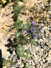 Navarretia