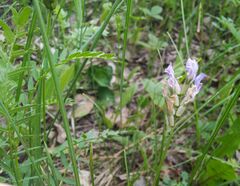 Astragalus austrosibiricus