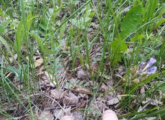 Astragalus austrosibiricus