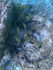 Haemulon flavolineatum