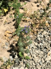 Navarretia