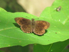 Carcharodini