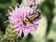 Lepturobosca chrysocoma