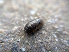 Armadillidium opacum