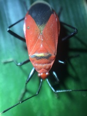 Antilochus nigripes
