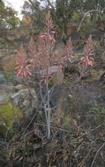 Aloe greatheadii davyana