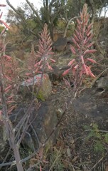 Aloe greatheadii davyana