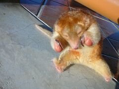 Cyclopes