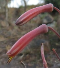 Aloe greatheadii davyana