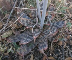 Aloe greatheadii davyana