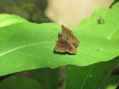Carcharodini