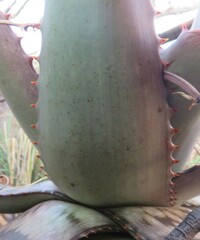 Aloe greatheadii davyana