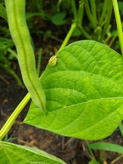 Cyptocephala