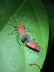 Dindymus sanguineus