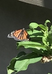 Danaus plexippus