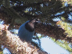 Cyanocorax caeruleus