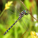 Delta-spotted Spiketail - Photo (c) Denis Doucet, some rights reserved (CC BY-NC), uploaded by Denis Doucet