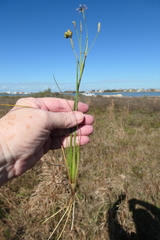 Sisyrinchium biforme