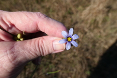 Sisyrinchium biforme