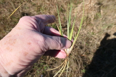 Sisyrinchium biforme
