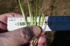 Sisyrinchium biforme