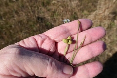 Sisyrinchium biforme