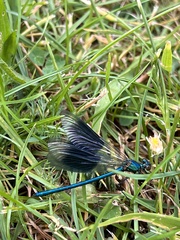 Calopteryx splendens