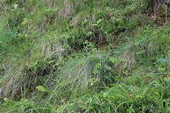 Festuca amethystina