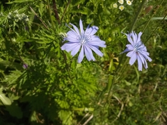Cichorium intybus