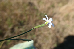 Sisyrinchium biforme